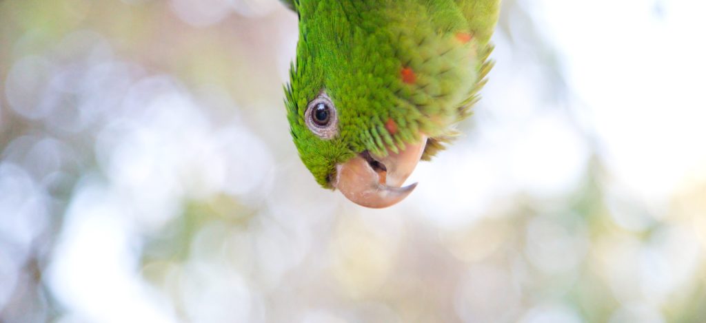 Die Intelligenz von Vögeln ist unbestritten, dennoch erfährt sie jetzt durch zwei Studien einen neuen Aufschwung: ökonomisch denkende Papageien und Tauben mit Multitaskingvorteil.